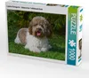 CALVENDO Puzzle Lagotto Romagnolo - Italienischer Produktbild-Vorschau 1