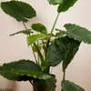 Bloomique - Alocasia Gageana California - Elephant Ear - Podgląd zdjęcia produktu 4