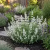 6x Nepeta faassenii Snowflake P9 H20 Produktbild-Vorschau 3