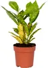 Bloomique - Codiaeum Sunny Star - Croton - Plante Voir les images du produit 1