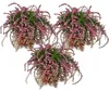 Calluna suspendue - Set de 3 plantes - Bruyère à balai Voir les images du produit 1