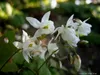 A close-up of white flowers with green buds and leaves in a garden setting. Produktbild-Vorschau