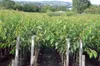 Kirschbaum `Sunburst´ - selbstfruchtbare Süßkirsche, Produktbild-Vorschau 1