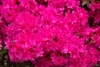 Rhododendron obtusum 'Melina', rosa Blüten, 15–20 cm Produktbild-Vorschau 7