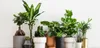 A collection of various potted plants arranged on a shelf against a white background. Náhled obrázku produktu