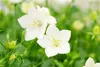 Campanula carpatica 'Weiße Clips', Glockenblume, weiß, ca. Produktbild-Vorschau 3