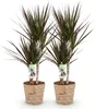 Green boutiQ - Zimmerpflanzen - Dracaena Magenta - Produktbild-Vorschau 1