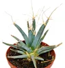 Prisma-Kaktus - Agaven-Kaktus - Leuchtenbergia principis - Produktbild-Vorschau 2
