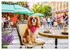 Cavalier King Charles Spaniel - Ein Jahr voller Erlebnisse Produktbild-Vorschau 15