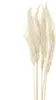 Pampasgras Deko Bouquets Trockenblumen 65-75cm 6 Stk, 6 Produktbild-Vorschau 1
