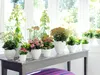 Kalanchoe | Gemischt pro 6 Stück - Freiland- und Produktbild-Vorschau 4