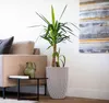 A large potted plant sits next to a sofa in a living room, with a piece of abstract art on the wall. Produktbild-Vorschau