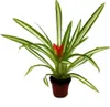 Mini Guzmania Trio - Zestaw 3 kolorowych bromelii w 3 Podgląd zdjęcia produktu 7