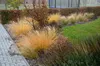 Stauden Gänge 3 x Pennisetum alopecuroides 'Gelbstiel' im 1 Produktbild-Vorschau 8