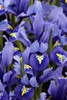 Iris reticulata 'Harmony', Zwerg-Iris, blau, ca. 9x9 cm Produktbild-Vorschau 7