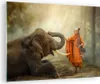 Bilder auf glas - Elefant Mönch Stoßzahn - 70x50cm - Produktbild-Vorschau 1