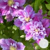 A close-up view of several blooming clematis flowers with green leaves in the background. A circular overlay with text is present in the bottom right corner. Produktbild-Vorschau