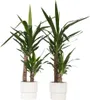 Palmlilie - 2 Stk - Yucca elephantipes - Höhe 70-80cm - Produktbild-Vorschau 7