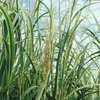 Spartina pectinata 'Aureomarginata', Goldrandgras, ca. 9x9 Produktbild-Vorschau 7