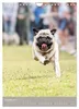Mops-Rennen (Wandkalender 2027 DIN A4 hoch), CALVENDO Produktbild-Vorschau 10