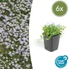 Bodendecker - Blauer Bubikopf - Isotoma fluviatilis - 9cm Produktbild-Vorschau 1