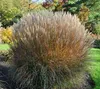 6 x  Miscanthus sin. 'Kleine Silberspinne' - Chinaschilf - Produktbild-Vorschau 3
