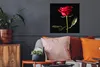MuchoWow® Poster Eine rote Rose auf schwarzem Hintergrund Produktbild-Vorschau 2