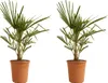 Bloomique - 2er Set - Trachycarpus Fortunei - Chinesische Produktbild-Vorschau 1