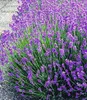 A close-up view of a blooming lavender plant with purple flowers and green stems, situated next to a gravel path. Produktbild-Vorschau