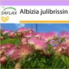 SAFLAX - spiaci strom - Albizia julibrissin - 50 Semená Náhľad obrázku produktu 5