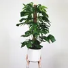 Fensterblatt - Monstera adansonii 'Monkey Mask' - Höhe Produktbild-Vorschau 4