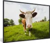 MuchoWow® MuchoWow® Gerahmtes Poster Kuh - Licht - Schatten Produktbild-Vorschau 1