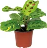 Bloomique - Maranta Variegata - Gebetspflanze - Produktbild-Vorschau 1