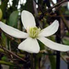 Clematis armandii Anteprima dell’immagine prodotto 6