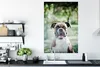 MuchoWow® Poster Ein Boxer mit schönen Sonnenstrahlen Produktbild-Vorschau 3