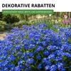 Vergissmeinnicht Indigo Compacta Blue Samen - Myosotis Produktbild-Vorschau 6
