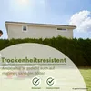 Samenshop24® Rohrschwingel festuca arundinacea, Inhalt: Produktbild-Vorschau 3