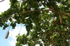 SAFLAX - Leberwurstbaum - 10 Samen - Mit keimfreiem Produktbild-Vorschau 5