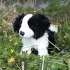 Peluche Border Collie 27 Cm Ecologico Anteprima dell’immagine prodotto 6