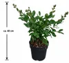 Lagerstroemia indica "With Love Eternal®", 40 cm – Indický Náhľad obrázku produktu 5