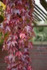 Parthenocissus tricuspidata 'Veitchii Robusta', Produktbild-Vorschau 1