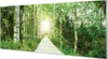 Glasbilder 125x50 Wandkunst Birke Forstweg Produktbild-Vorschau 1