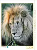 CALVENDO Puzzle Braunes Löwen Männchen. Ein Motiv aus dem Produktbild-Vorschau 2