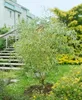 Salix matsudana 'Tortuosa', Korkenzieher-Weide, 60–100 cm Produktbild-Vorschau 5