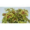 Heuchera / Heucherella 'Solar Power' - Purpurglöckchen Produktbild-Vorschau 2