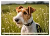 Drahthaar-Foxterrier (Wandkalender 2027 DIN A3 quer), Produktbild-Vorschau 8