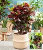 BALDUR Garten 1x Wunderstrauch Kroton ca. 55-65 cm hoch, im Produktbild-Vorschau 1