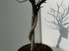 Feigenbaum - hell UND dunkel - in 1 Topf, Obstbaum, Produktbild-Vorschau 6