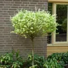 Bakker.com - Harlekinweide auf Stamm, Der topf / 3L / stamm Produktbild-Vorschau 5