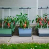 Gusta Garden CHARLY CHILI 3er-Set dunkelgrün Produktbild-Vorschau 10